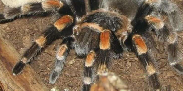 Con nhện số mấy? Mơ thấy nhện đánh con gì dễ trúng nhất Ku11?