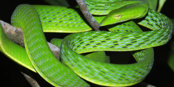 Giải mã và dự báo 5 giấc mơ thấy rắn màu xanh Kubet77